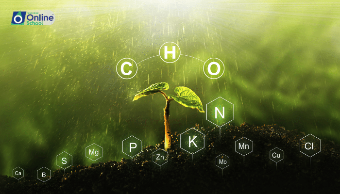 Lesson 01: Mineral Nutrition in Plants: From Soil to Cell